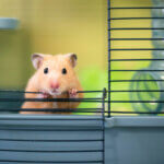 Hamsterkäfige