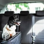 Hundeautositze