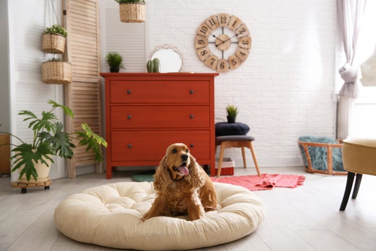 Hundebetten