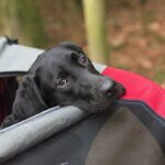 Hundewagen