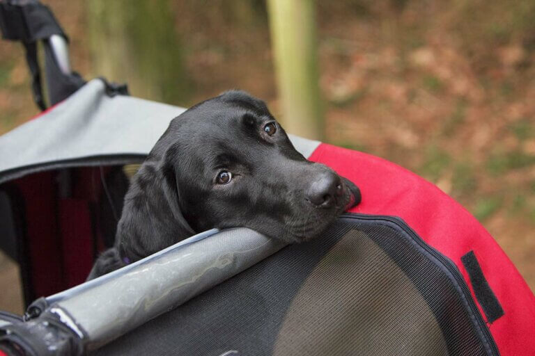 Hundewagen