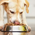 Hundefutter