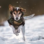 Hundejacken