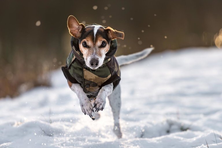 Hundejacken