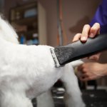 Hundeschermaschine