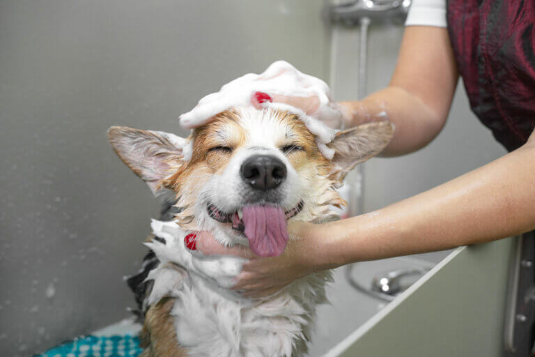 Hundehaarshampoos