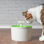 Katzen-Trinkbrunnen