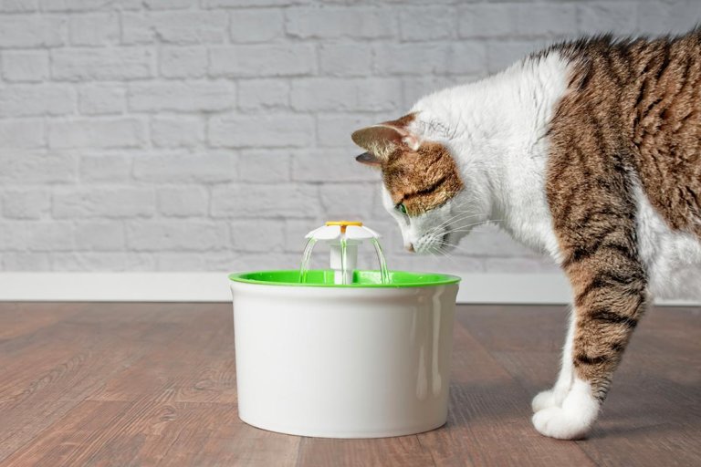 Katzen-Trinkbrunnen