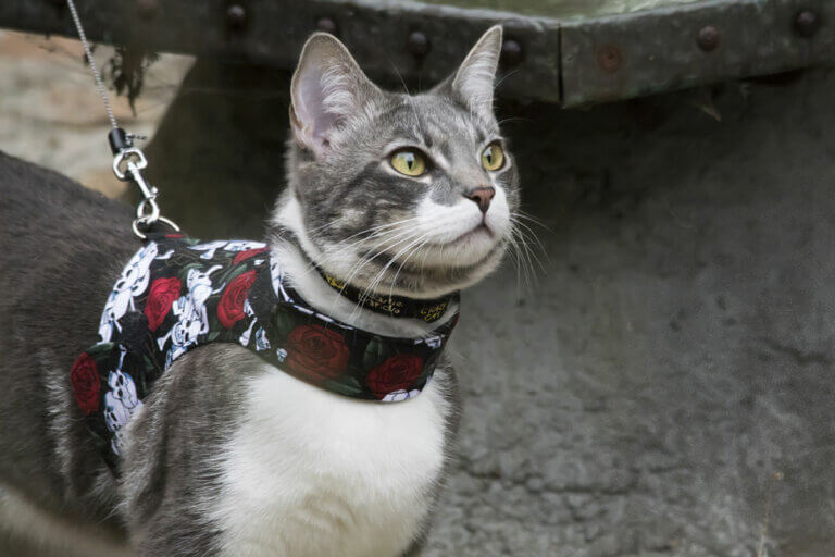 Katzengeschirre
